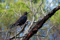 Fletnak tasmansky - Strepera fuliginosa - Black Currawong o6943
